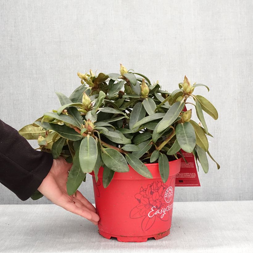 Esimerkki talvella toimitetusta Rhododendron yakushimanum Easydendron INKARHO Bohlken's Roter Stern  Pot de 4L/5L-taimesta