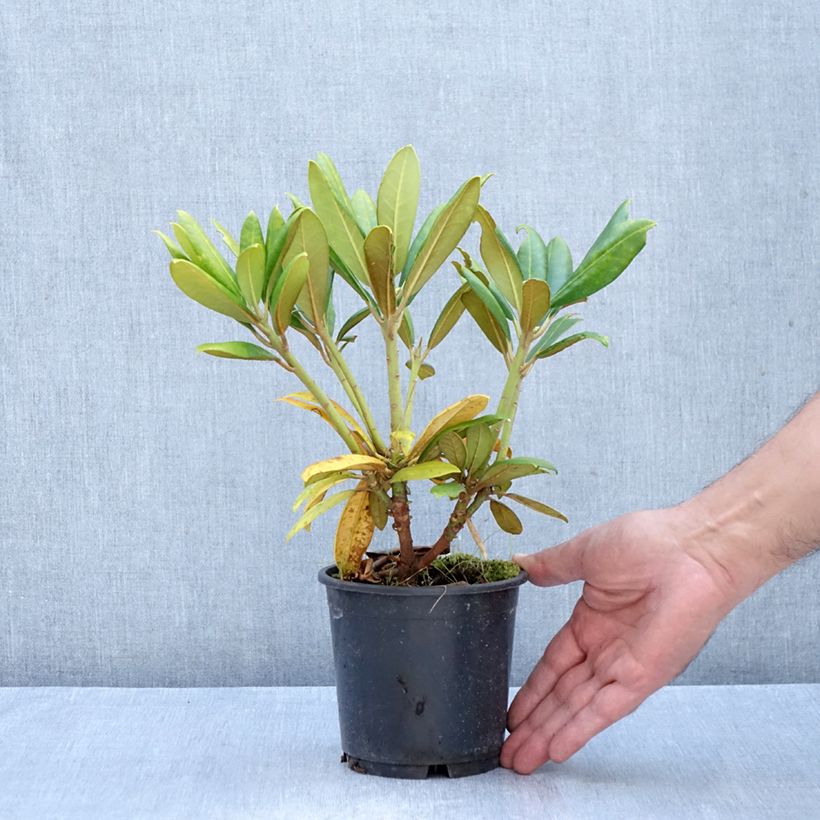 Esimerkki syksyllä toimitetusta Yakushimanalppiruusu Kalinka 12 cm / 13 cm ruukku-taimesta