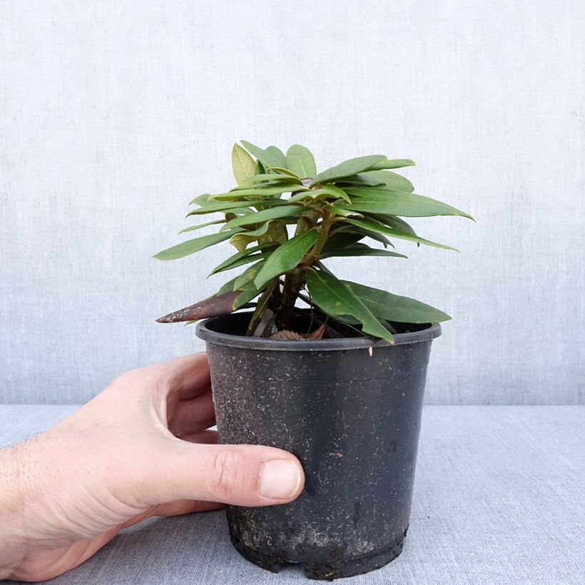 Esimerkki talvella toimitetusta Yakushimanalppiruusu Kalinka 12 cm / 13 cm ruukku-taimesta