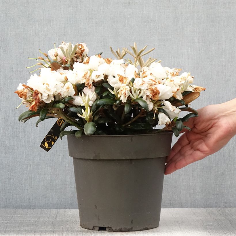 Esimerkki kesällä toimitetusta Rhododendron yakushimanum Koichiro Wada - Rhododendron nain Pot de 4L/5L-taimesta