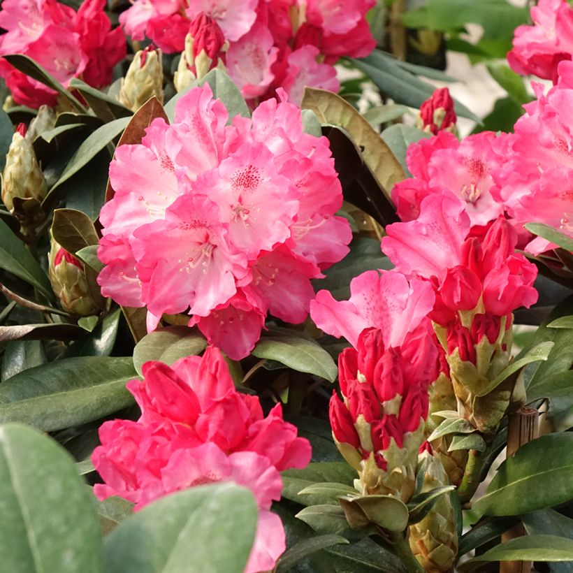 Yakushimanalppiruusu Morgenrot (Kukinta)
