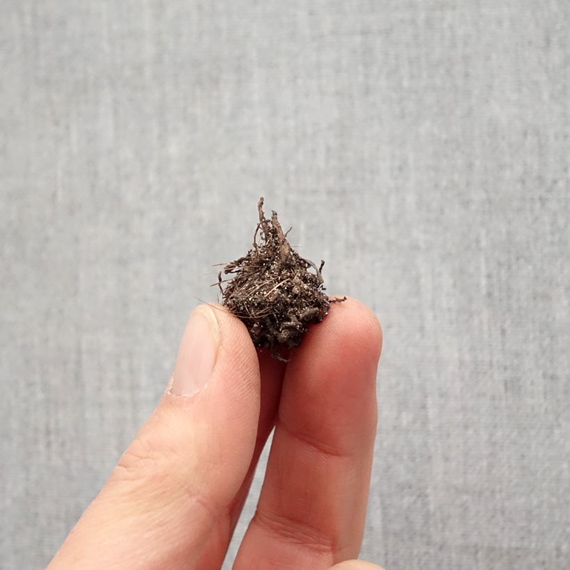 Esimerkki keväällä toimitetusta Rhodohypoxis baurii Red King Sipuli Koko I-taimesta