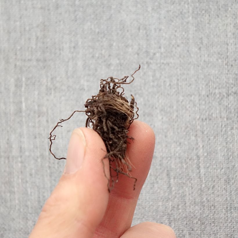 Example of Rhodohypoxis baurii Rose Queen Bulbe size I as you get in printemps