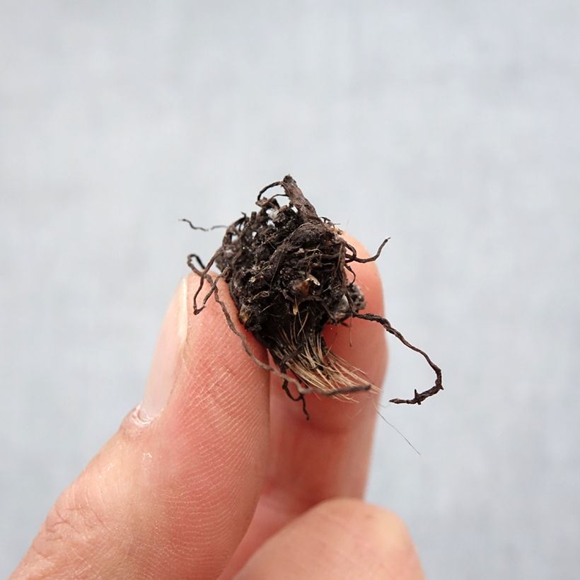Esimerkki keväällä toimitetusta Rhodohypoxis White Princess Bulbe size I-taimesta