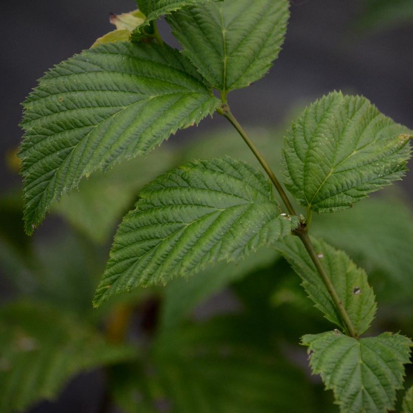 Lumipikihelmi - Rhodotypos scandens (Lehvistö)