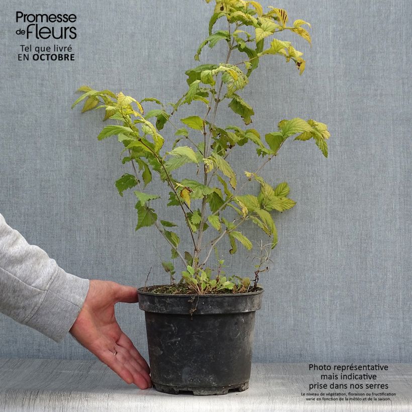 Esimerkki syksyllä toimitetusta Lumipikihelmi - Rhodotypos scandens 3 litran/4 litran ruukku-taimesta