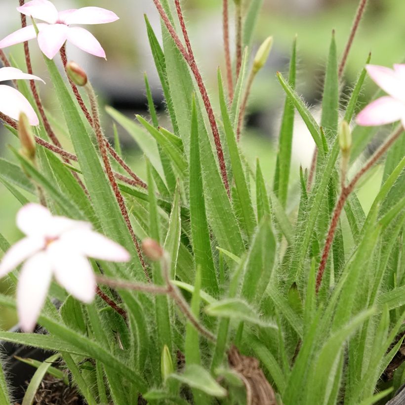 Rhodohypoxis Rhodohypoxis x Hypoxis Fairy Kisses (Lehvistö)