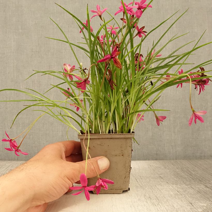 Esimerkki kesällä toimitetusta Rhodohypoxis Beverly Godet de 8/9 cm-taimesta