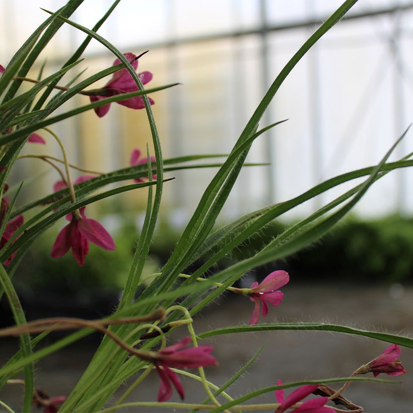Rhodohypoxis Beverly (Lehvistö)