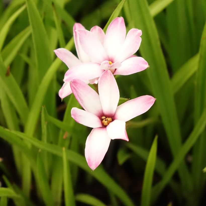 Rhodoxis Summer Stars Peppermint (Kukinta)