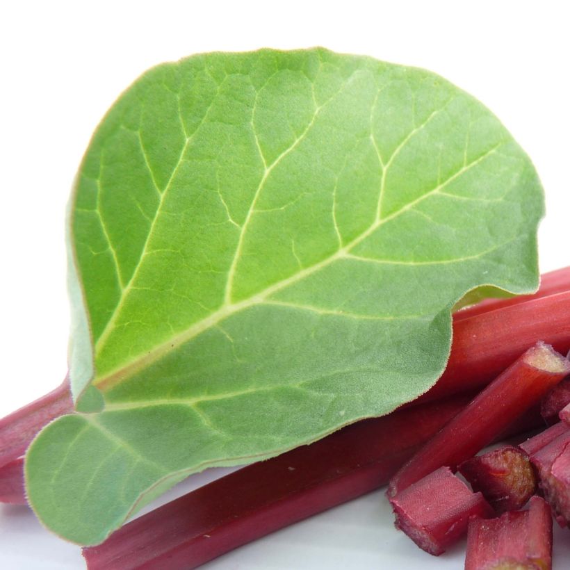 Tarharaparperi Canada Red (Lehvistö)