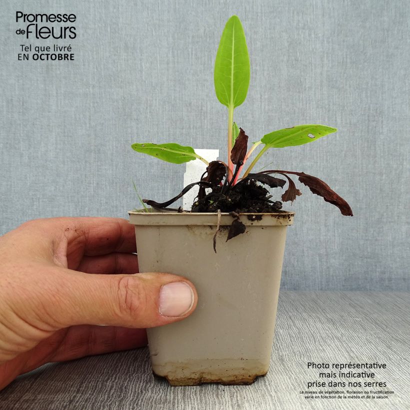 Esimerkki syksyllä toimitetusta Keisarinnanraparperi - Rheum alexandrae 8/9 cm taimiruukku-taimesta