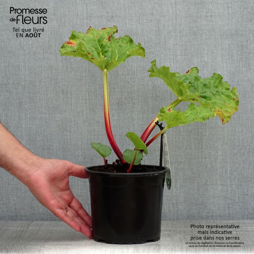 Esimerkki kesällä toimitetusta Rhubarbe Frambozen Rood Pot de 2L/3L-taimesta
