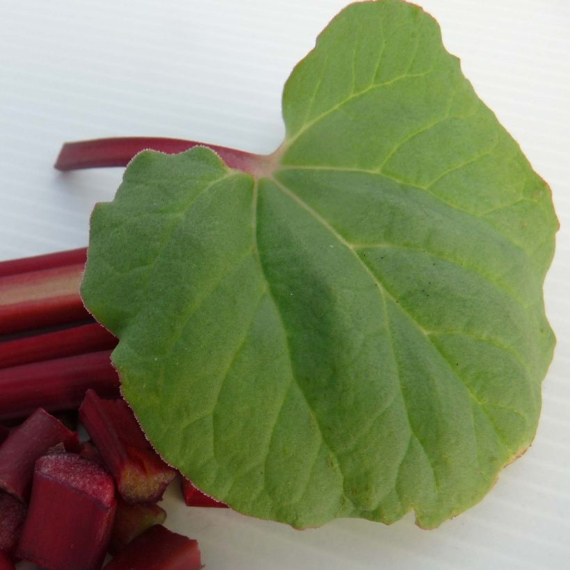 Tarharaparperi Fulton's Strawberry Surprise (Lehvistö)