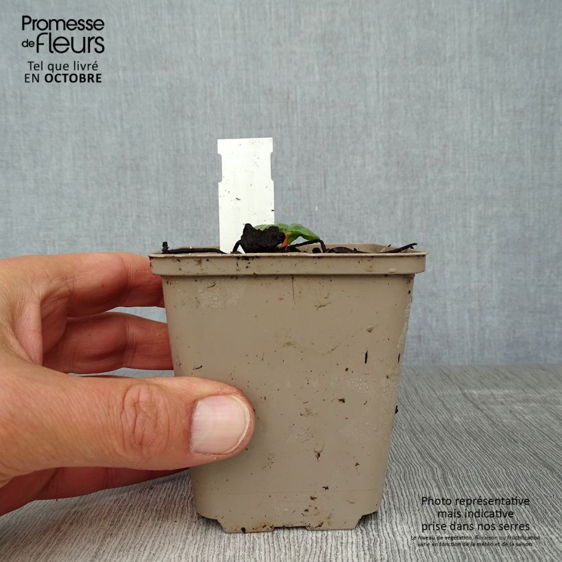 Esimerkki syksyllä toimitetusta Koristeraparperi - Rheum palmatum var. tanguticum 8/9 cm taimiruukku-taimesta