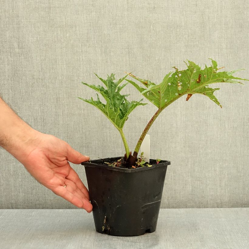 Esimerkki kesällä toimitetusta Koristeraparperi - Rheum palmatum var. tanguticum 2 litran/3 litran ruukku-taimesta