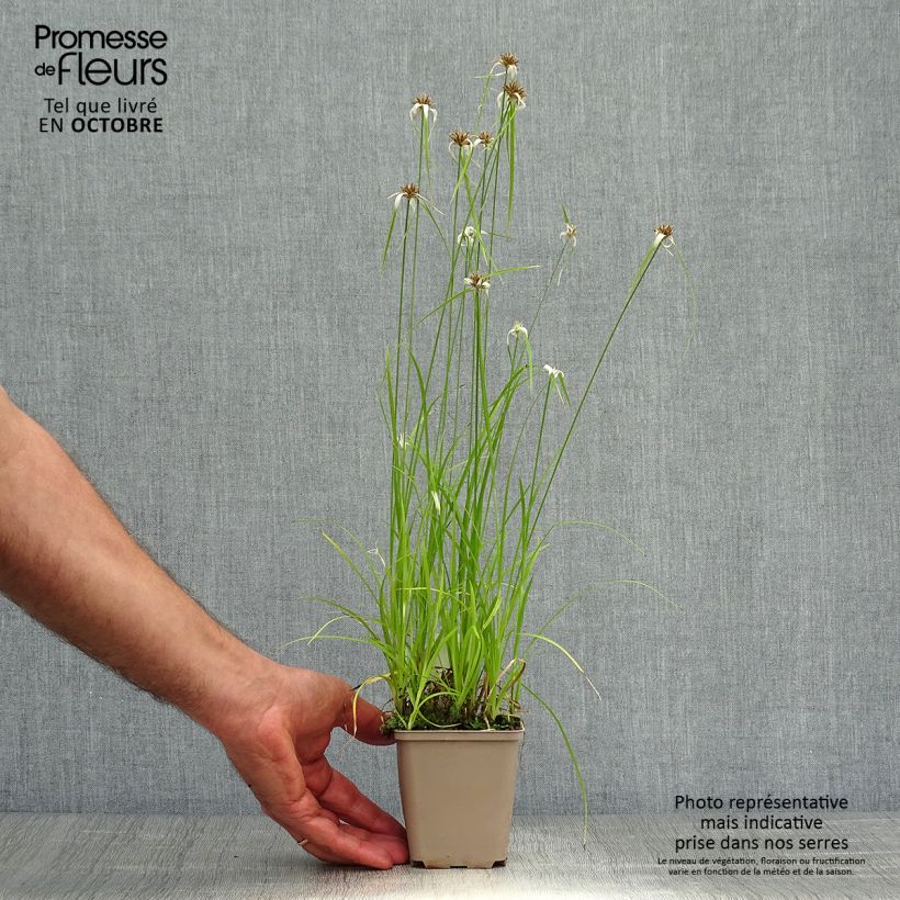 Esimerkki syksyllä toimitetusta Piirtoheinä - Rhynchospora colorata 8/9 cm taimiruukku-taimesta