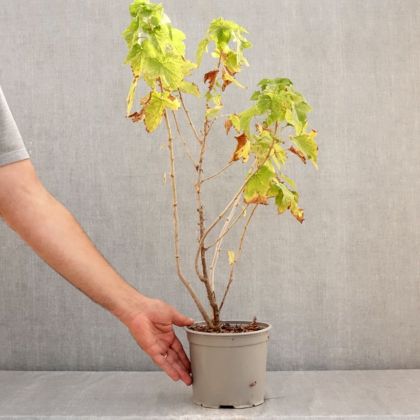 Esimerkki kesällä toimitetusta Amerikanherukka Variegatum Pot de 3L/4L-taimesta