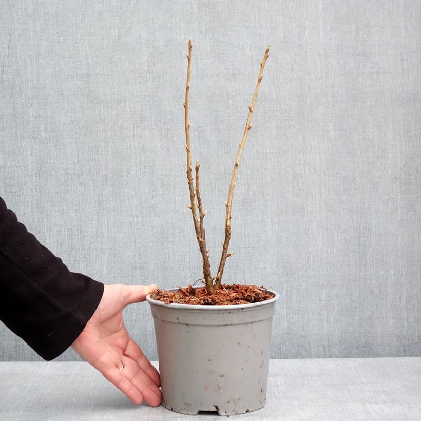 Esimerkki talvella toimitetusta Ribes americanum Variegatum - Groseillier d'Amérique panaché Pot de 3L/4L-taimesta