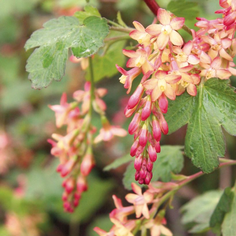 Herukka - Ribes x gordonianum (Kukinta)