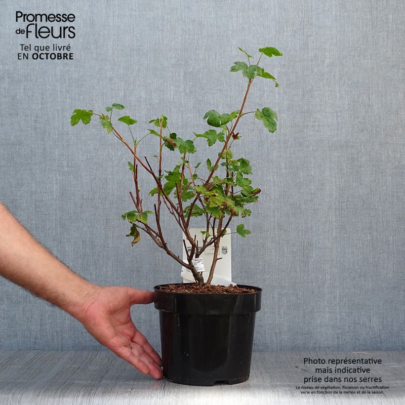 Esimerkki syksyllä toimitetusta Herukka - Ribes x gordonianum 3 litran/4 litran ruukku-taimesta