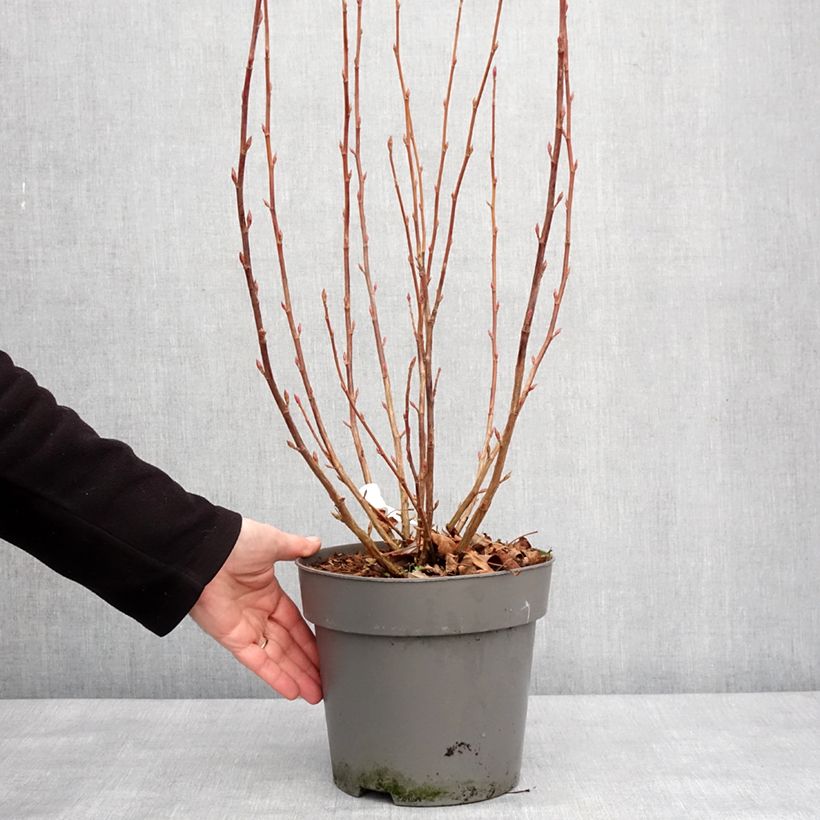 Esimerkki talvella toimitetusta Ribes sanguineum Amore - Groseillier à fleurs Pot de 4L/5L-taimesta
