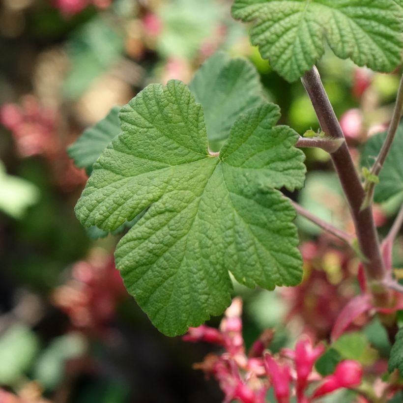 Ruusuherukka Johannie PinkPomp (Lehvistö)