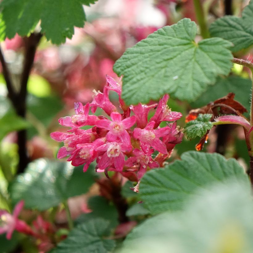 Ruusuherukka Johannie PinkPomp (Kukinta)