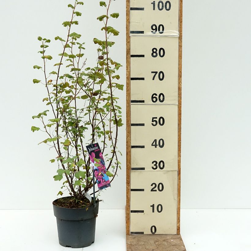 Esimerkki kesällä toimitetusta Ribes sanguineum Johannie PinkPomp - Groseillier à fleurs Pot de 4L/5L-taimesta