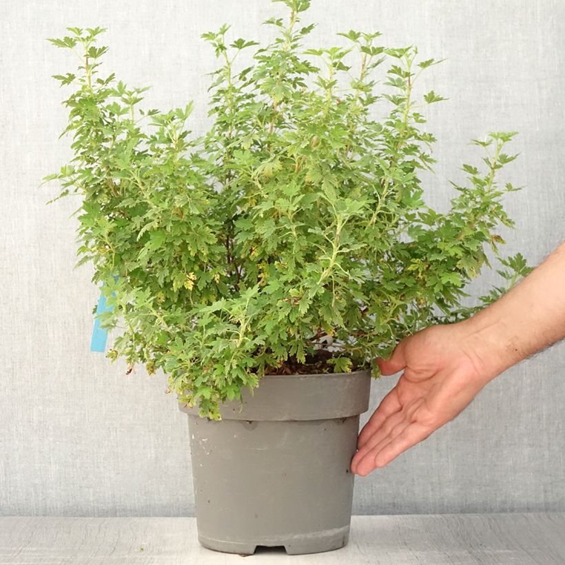Esimerkki kesällä toimitetusta Ribes sanguineum Oregon Snowflake - Groseillier à fleurs Pot de 3L/4L-taimesta