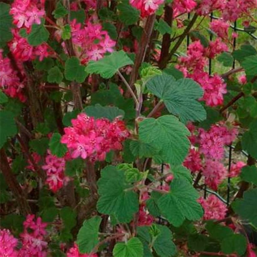 Ruusuherukka Red Bross (Lehvistö)