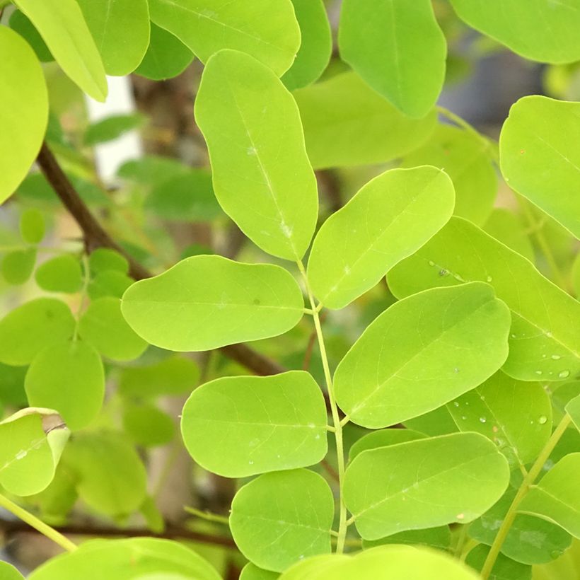 Valkovaleakaasia Coluteoides (Lehvistö)