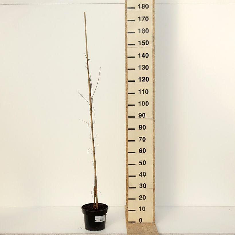 Esimerkki talvella toimitetusta Robinia pseudoacacia Coluteoides - Robinier faux acacia Pot de 4L/5L, Greffé-taimesta