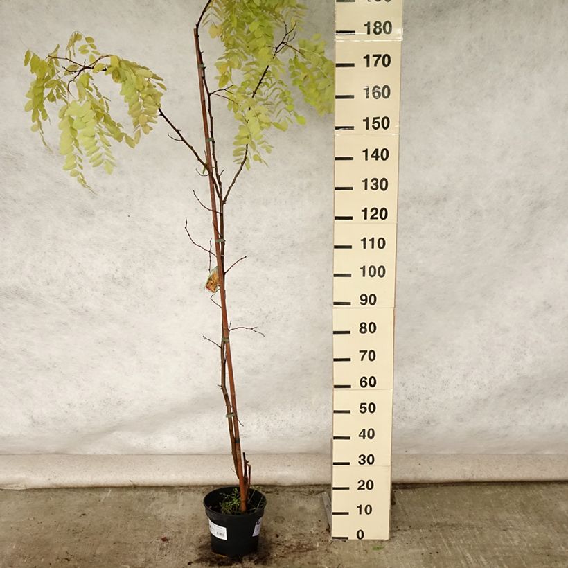 Esimerkki kesällä toimitetusta Valkovaleakaasia Frisia Pot de 4L/5L-taimesta