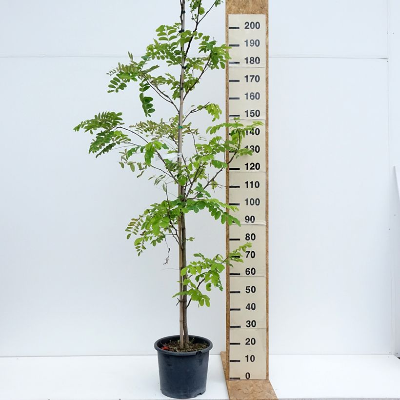 Esimerkki kesällä toimitetusta Valkovaleakaasia Frisia Pot de 12L/15L, Baliveau-taimesta