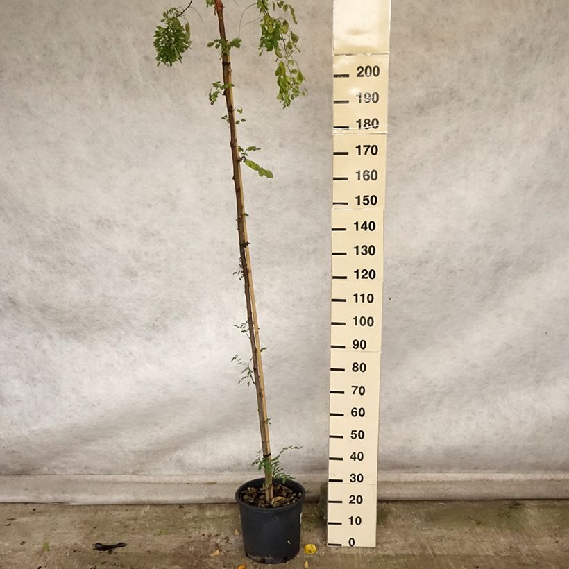 Esimerkki syksyllä toimitetusta Robinia pseudoacacia Twisty Baby - Acacia nain tortueux. Pot de 7,5L/10L-taimesta
