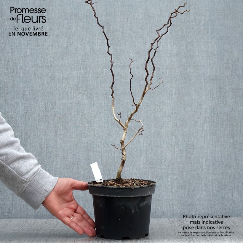 Esimerkki syksyllä toimitetusta Robinia pseudoacacia Twisty Baby - Acacia nain tortueux. Pot de 3L/4L-taimesta