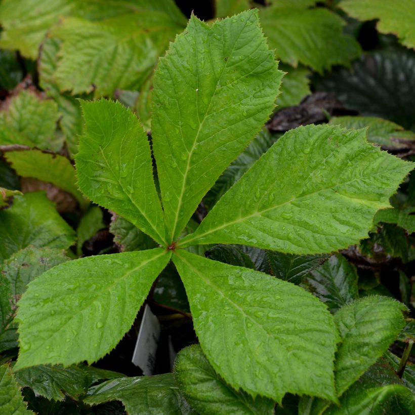 Sormivaleangervo - Rodgersia aesculifolia (Lehvistö)