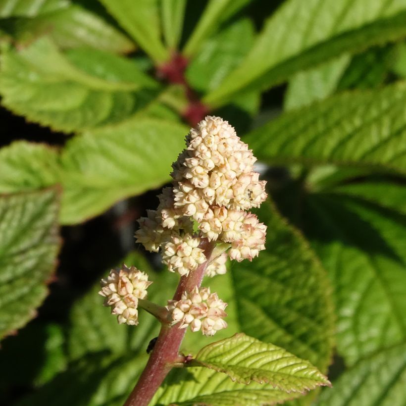 Sormivaleangervo - Rodgersia aesculifolia var. henrici (Kukinta)