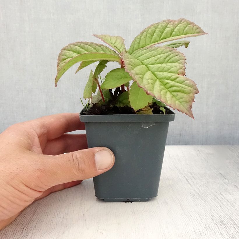 Esimerkki kesällä toimitetusta Sormivaleangervo - Rodgersia aesculifolia var. henrici Godet de 8/9 cm-taimesta