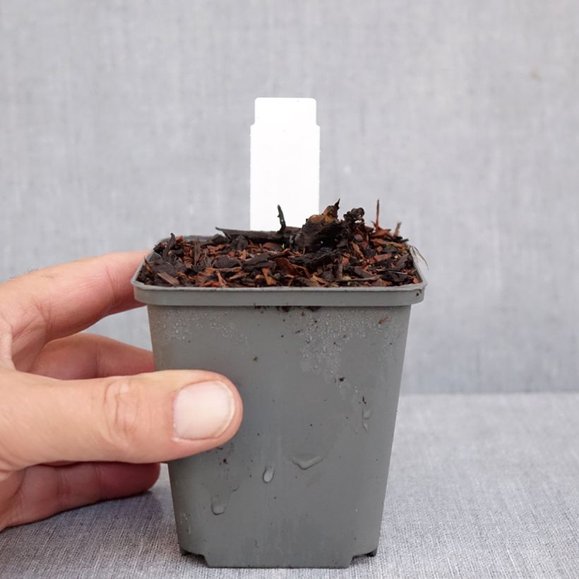 Esimerkki syksyllä toimitetusta Sormivaleangervo La Blanche 8/9 cm taimiruukku-taimesta