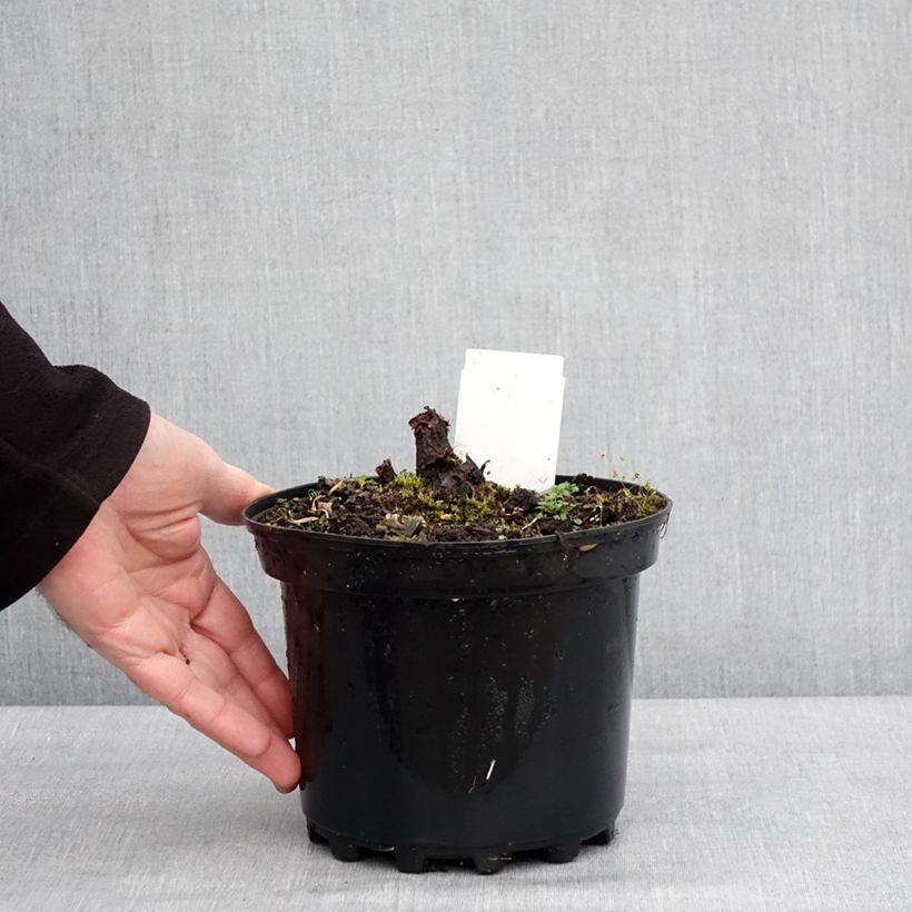 Esimerkki talvella toimitetusta Rodgersia pinnata Chocolate Wings Pot de 2L/3L-taimesta
