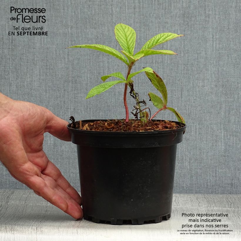 Esimerkki syksyllä toimitetusta Sulkavaleangervo - Rodgersia pinnata 1,5 litran / 2 litran kannu-taimesta