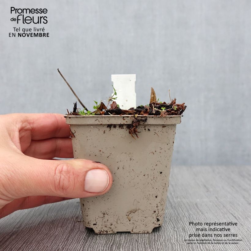 Esimerkki syksyllä toimitetusta Liuskavaleangervo - Rodgersia podophylla 8/9 cm taimiruukku-taimesta