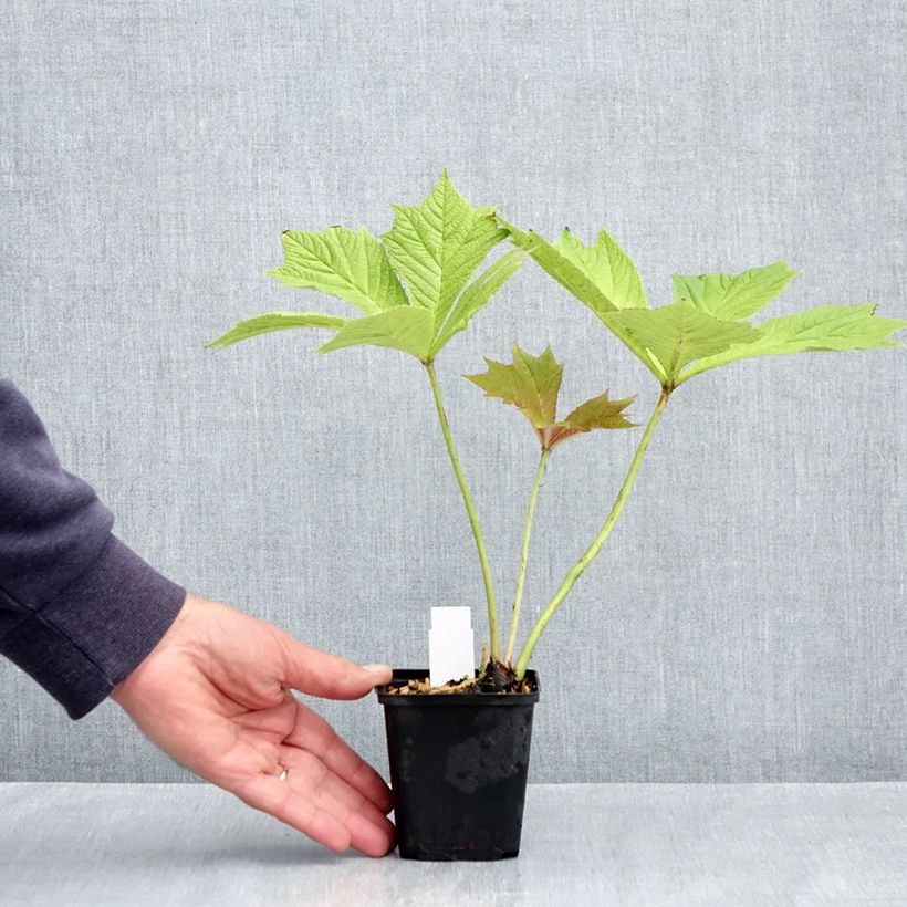 Esimerkki keväällä toimitetusta Liuskavaleangervo - Rodgersia podophylla Taimiruukku 8/9 cm-taimesta