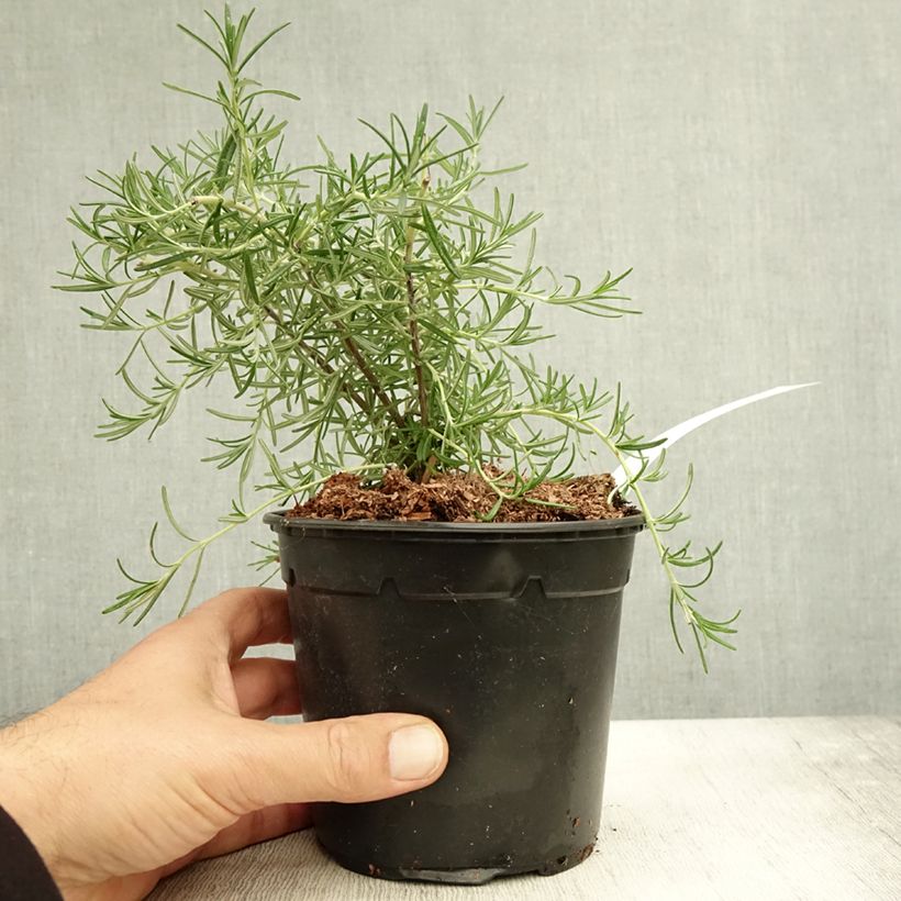 Esimerkki syksyllä toimitetusta Romarin couvre-sol -  Rosmarinus officinalis Pointe du Raz Pot de 1,5L/2L-taimesta