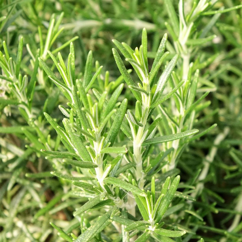 Rohtorosmariini (rosmariini) luomu taimena - Rosmarinus officinalis (Lehvistö)