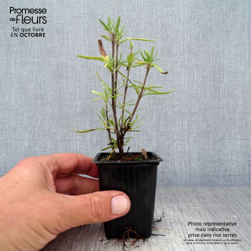 Esimerkki syksyllä toimitetusta Rosmariini - Rosmarinus officinalis 7/8 cm taimiruukku-taimesta