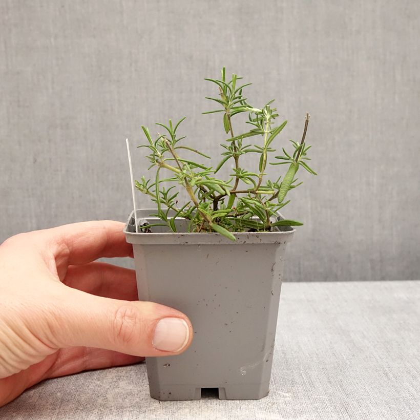 Esimerkki talvella toimitetusta Rosmariini Capri 8/9 cm taimiruukku-taimesta