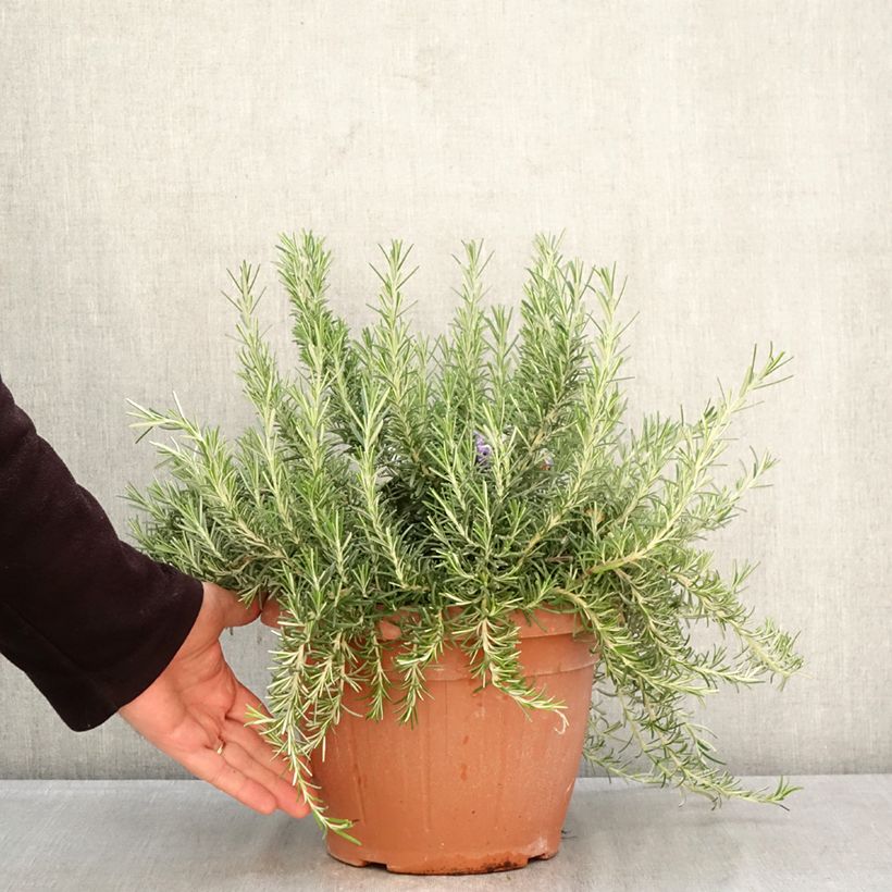 Esimerkki keväällä toimitetusta Rosmariini Prostratus Pot de 4L/5L-taimesta